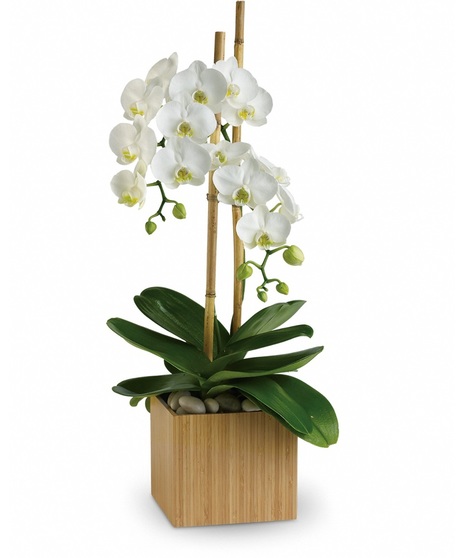 white phalaenopsis orchids in a wooden cube container